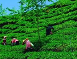 Tea Exports from Kakarbhitta Surge, But Cardamom Sales Dip; Customs Revenue Still Below Annual Target